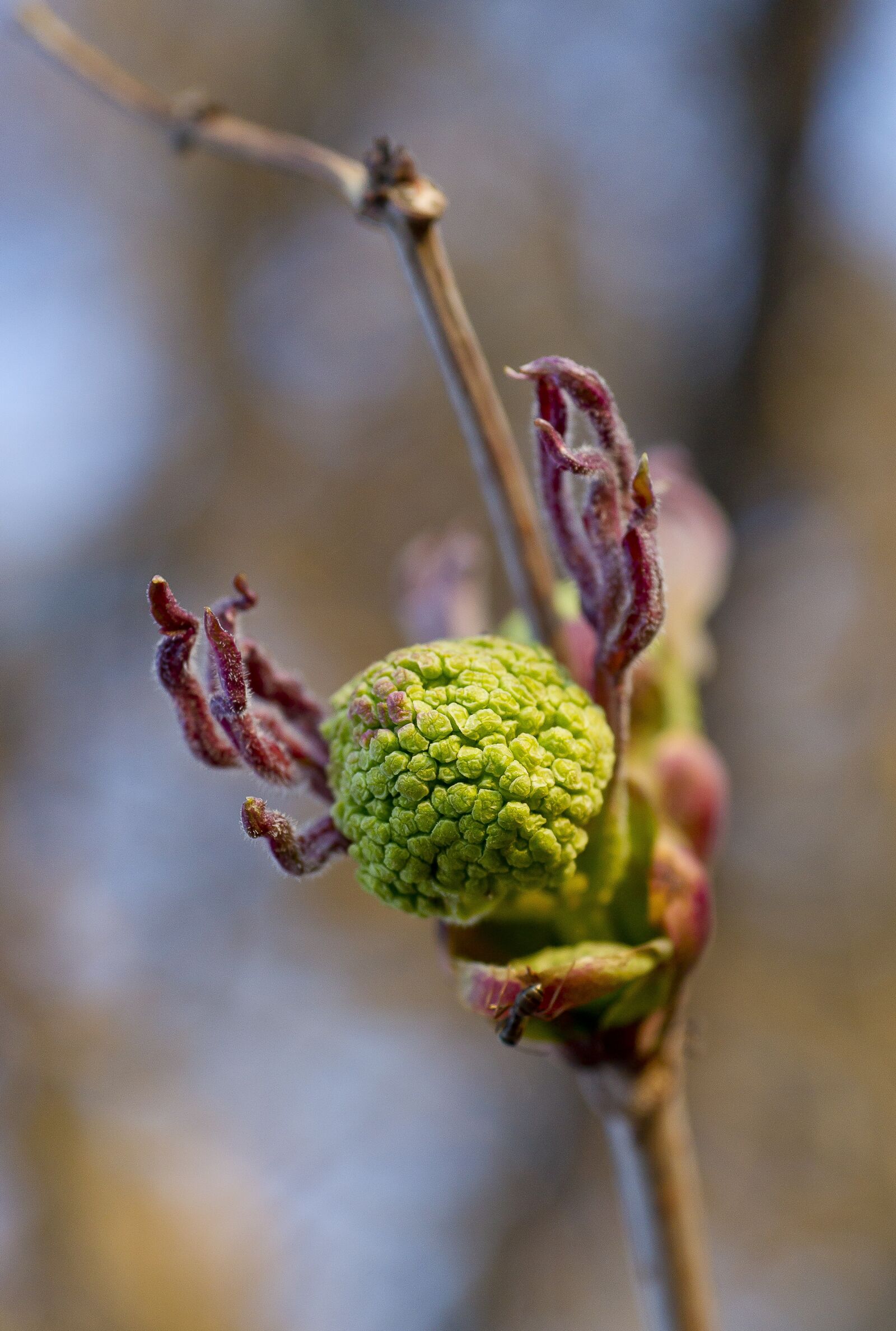 Sony Alpha DSLR-A850 sample photo. Bloom, rowan, before flowering photography