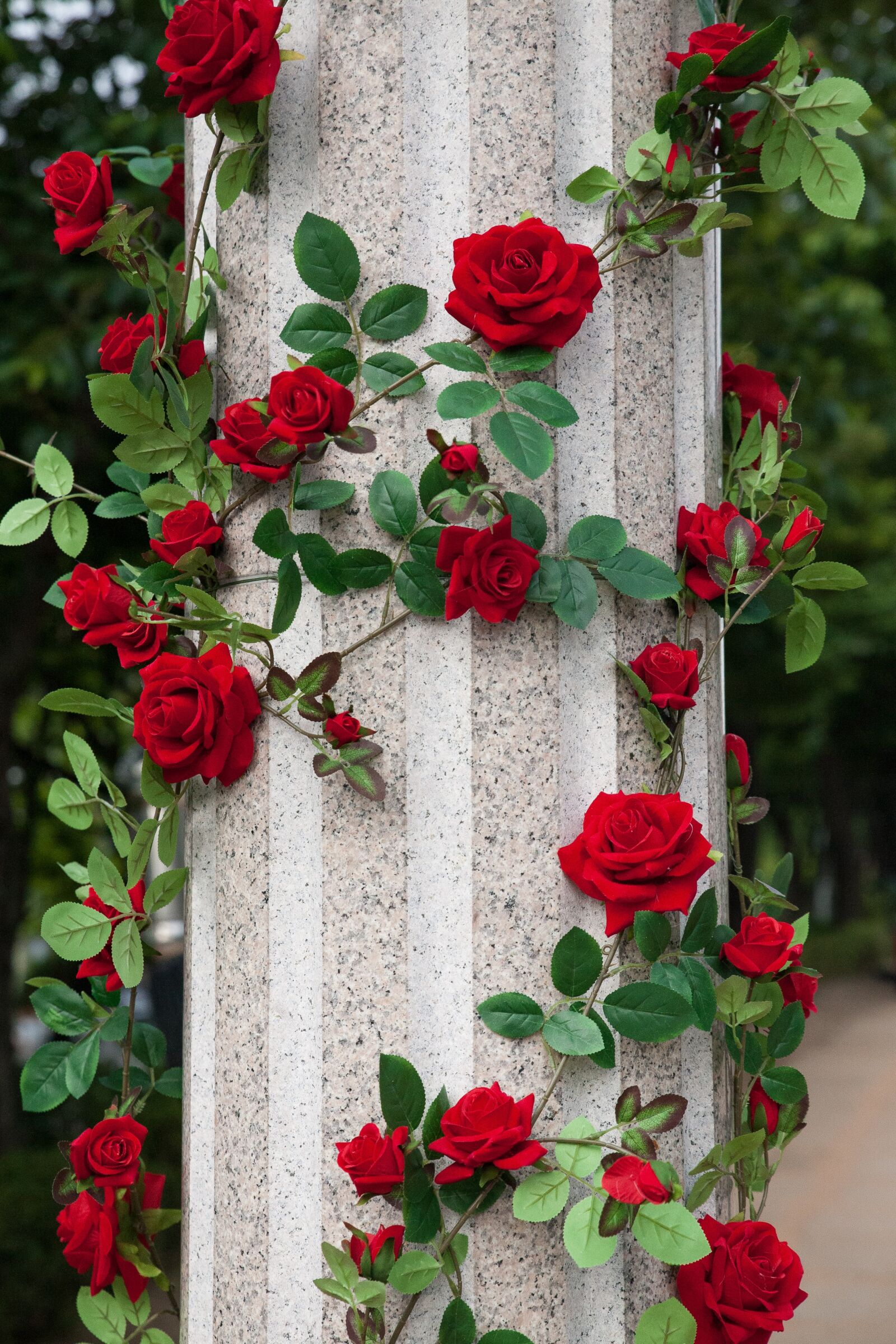 Canon EOS 5D sample photo. Rose, flowers, rose garden photography