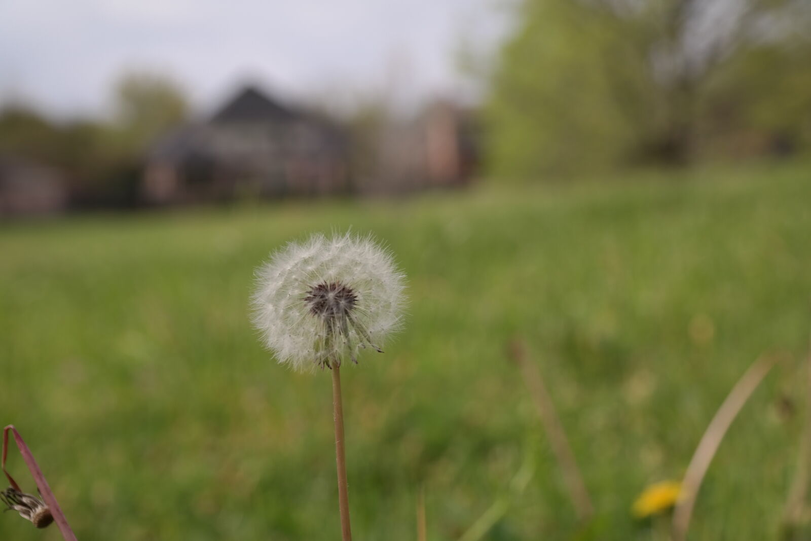 Samsung NX300 sample photo. Close, close, up, close photography