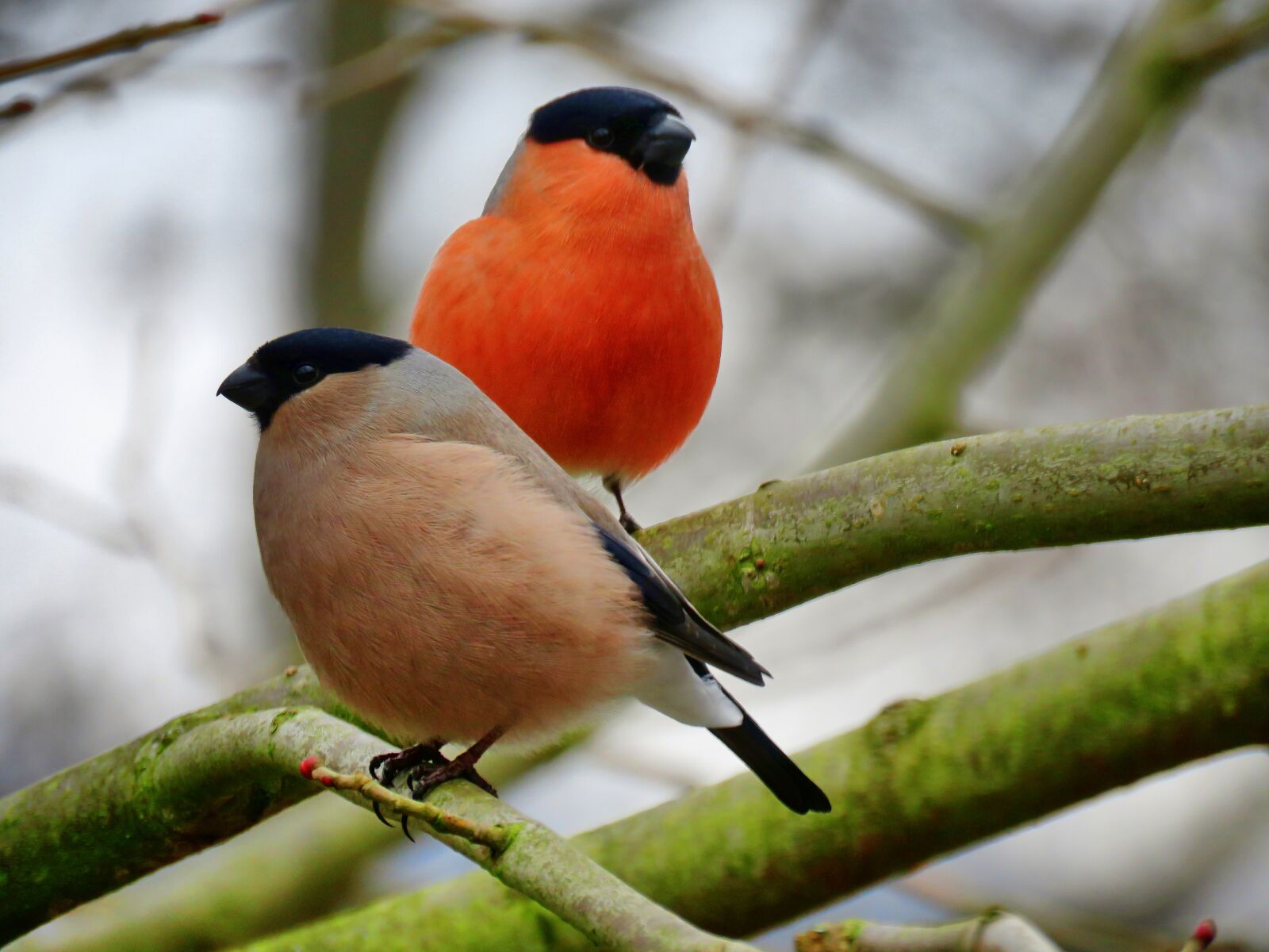 Canon PowerShot SX60 HS sample photo. Bullfinch, gimpel, couple photography