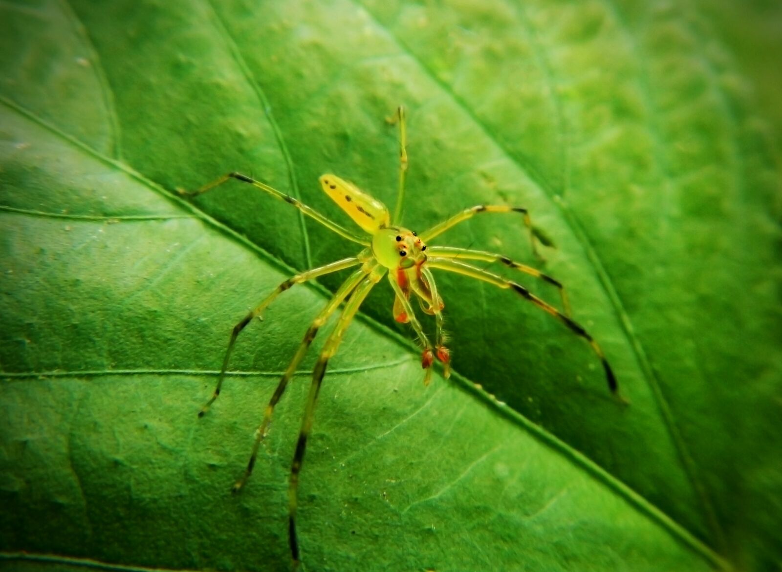 Nikon Coolpix AW110 sample photo. Spider orthrus, arachnid, tarantula photography