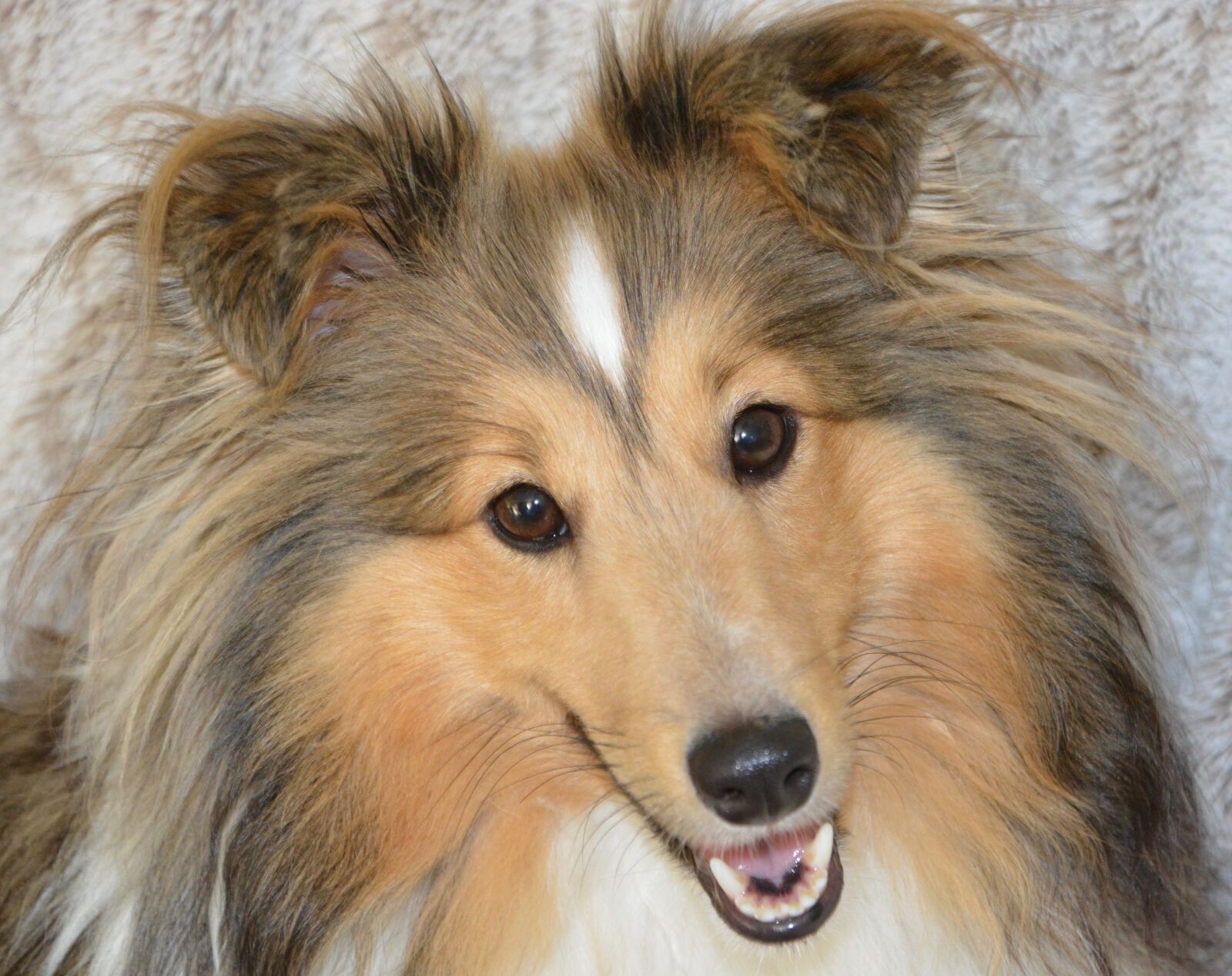 Nikon D5200 sample photo. Dog, bitch shetland sheepdog photography