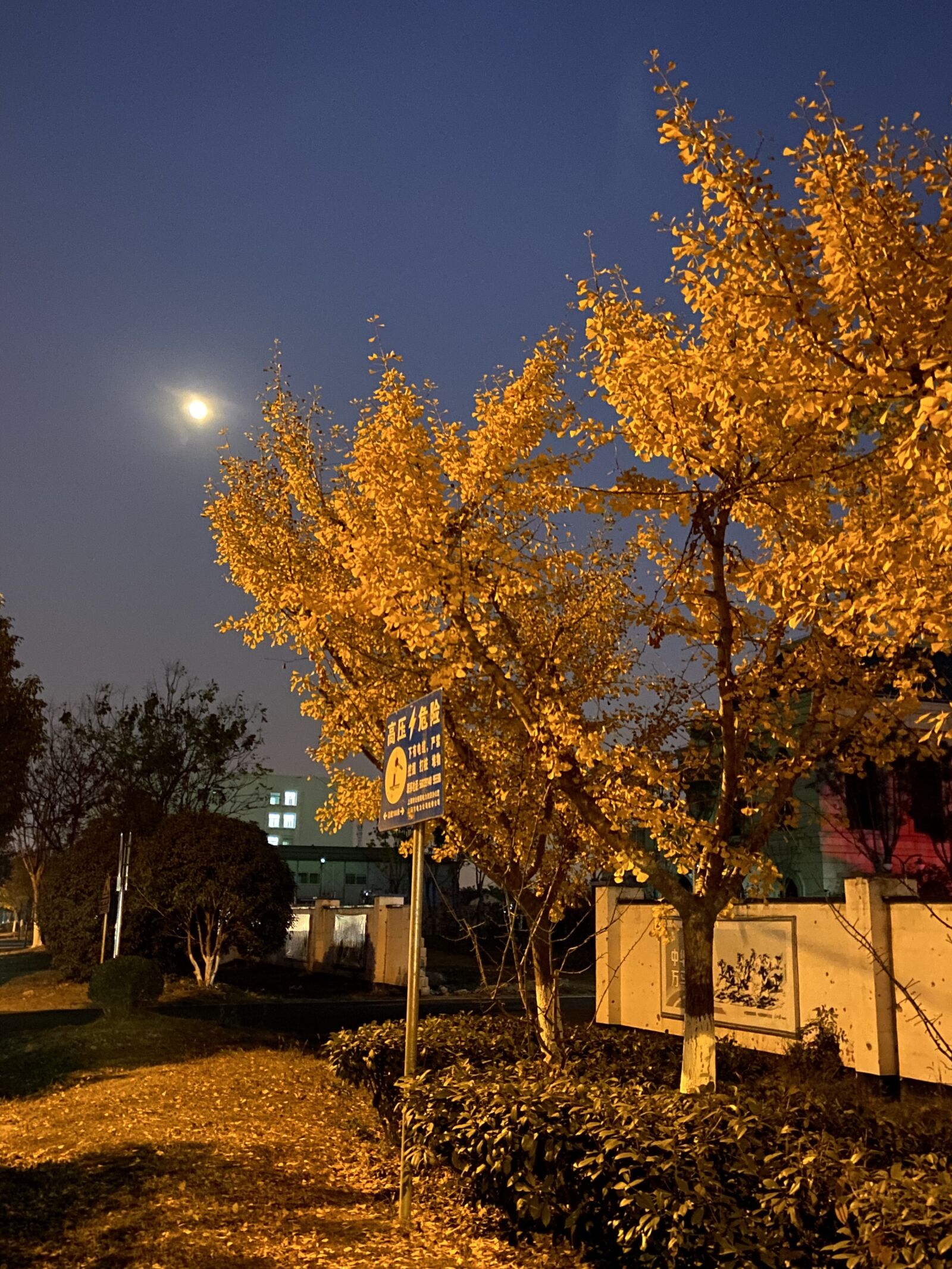 iPhone 11 back dual wide camera 4.25mm f/1.8 sample photo. Autumn, night, ginkgo photography