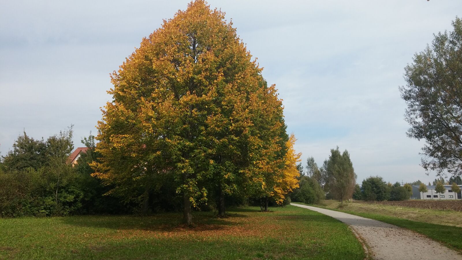 LG D855 sample photo. Autumn, tree, away photography