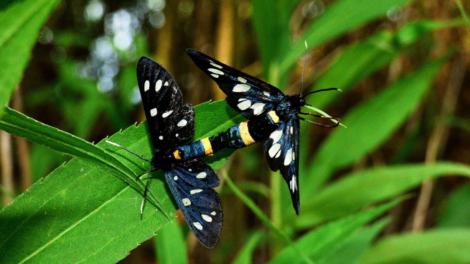 Panasonic DMC-FZ72 sample photo. Butterfly, insects, nature photography