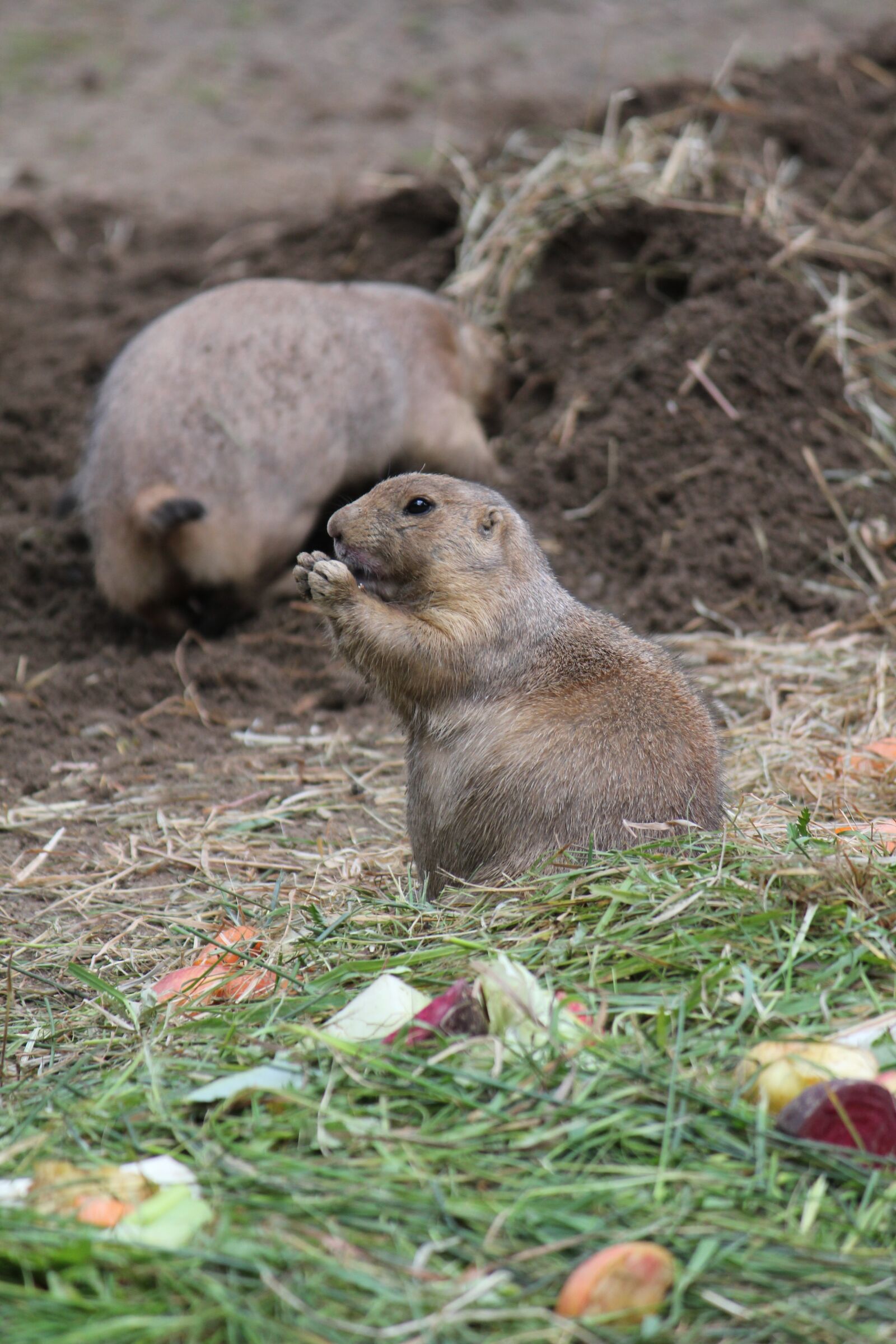 Canon EOS 550D (EOS Rebel T2i / EOS Kiss X4) sample photo. Animal, rodent, zoo photography