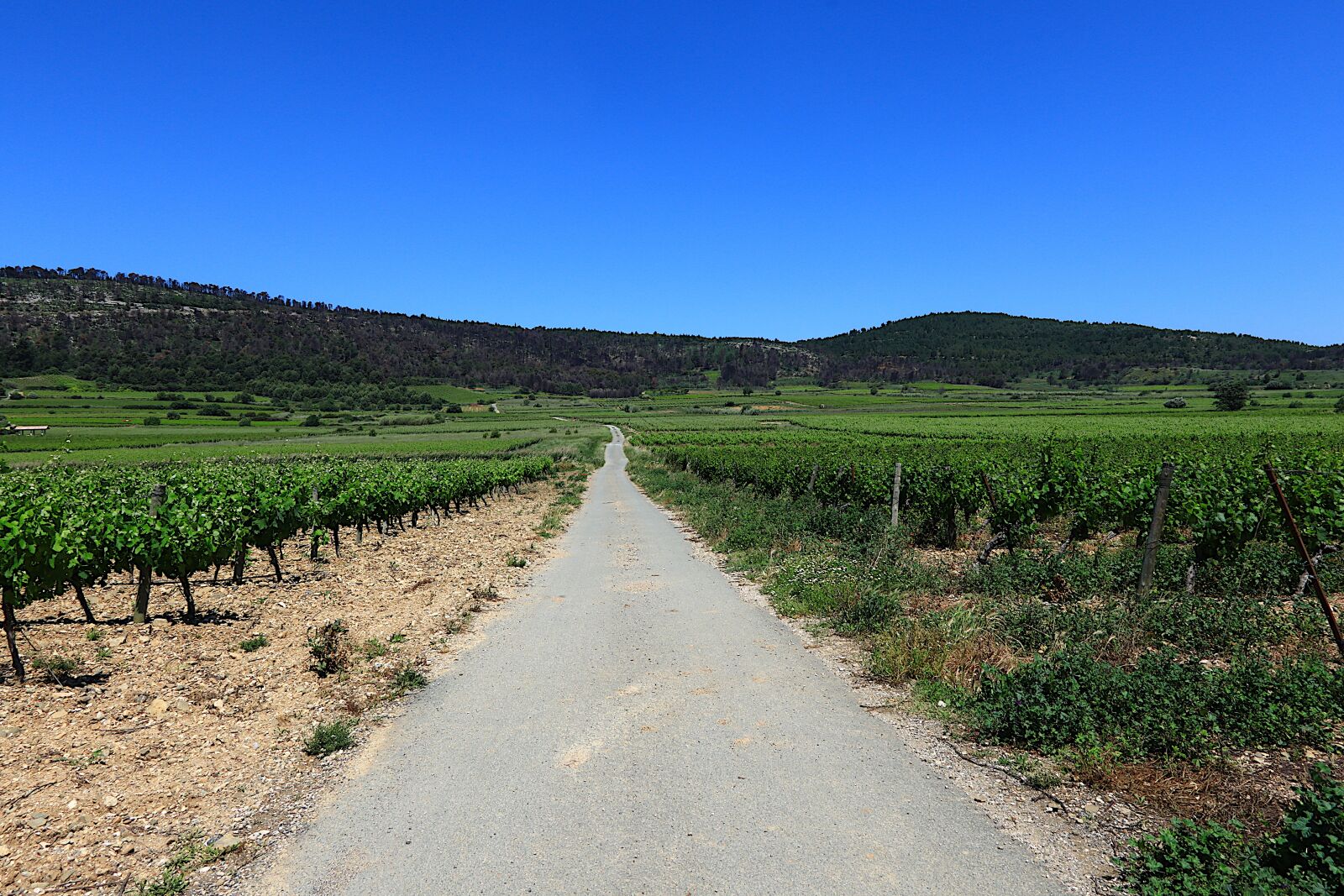 Canon PowerShot G1 X Mark III sample photo. Nature, vineyard, vine photography