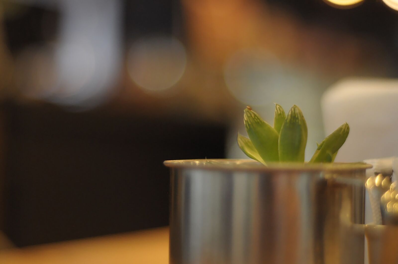 Nikon D90 sample photo. Juicy, plant, cacti photography