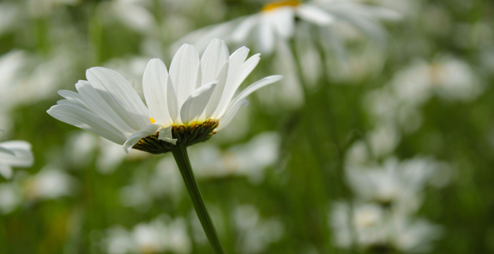 Canon EOS 2000D (EOS Rebel T7 / EOS Kiss X90 / EOS 1500D) sample photo. Daisy, flower, blossom photography