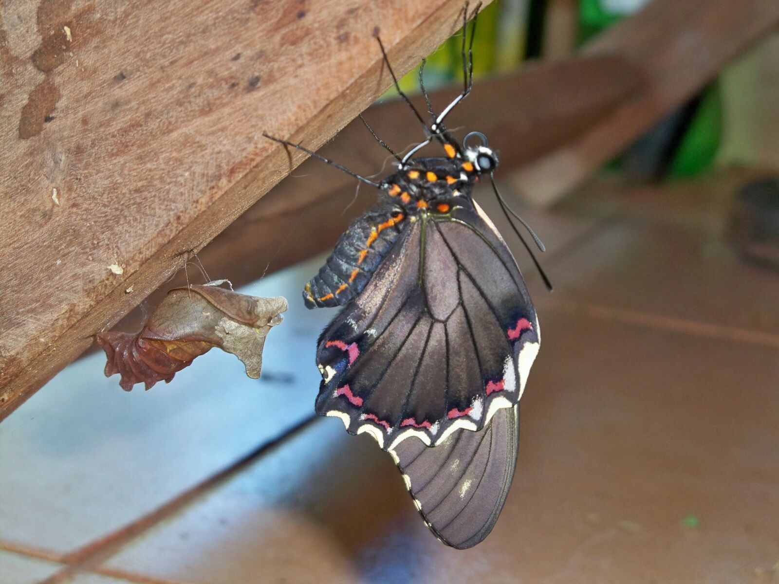 Kodak EASYSHARE Z950 DIGITAL CAMERA sample photo. Butterfly, paraguay, animal photography