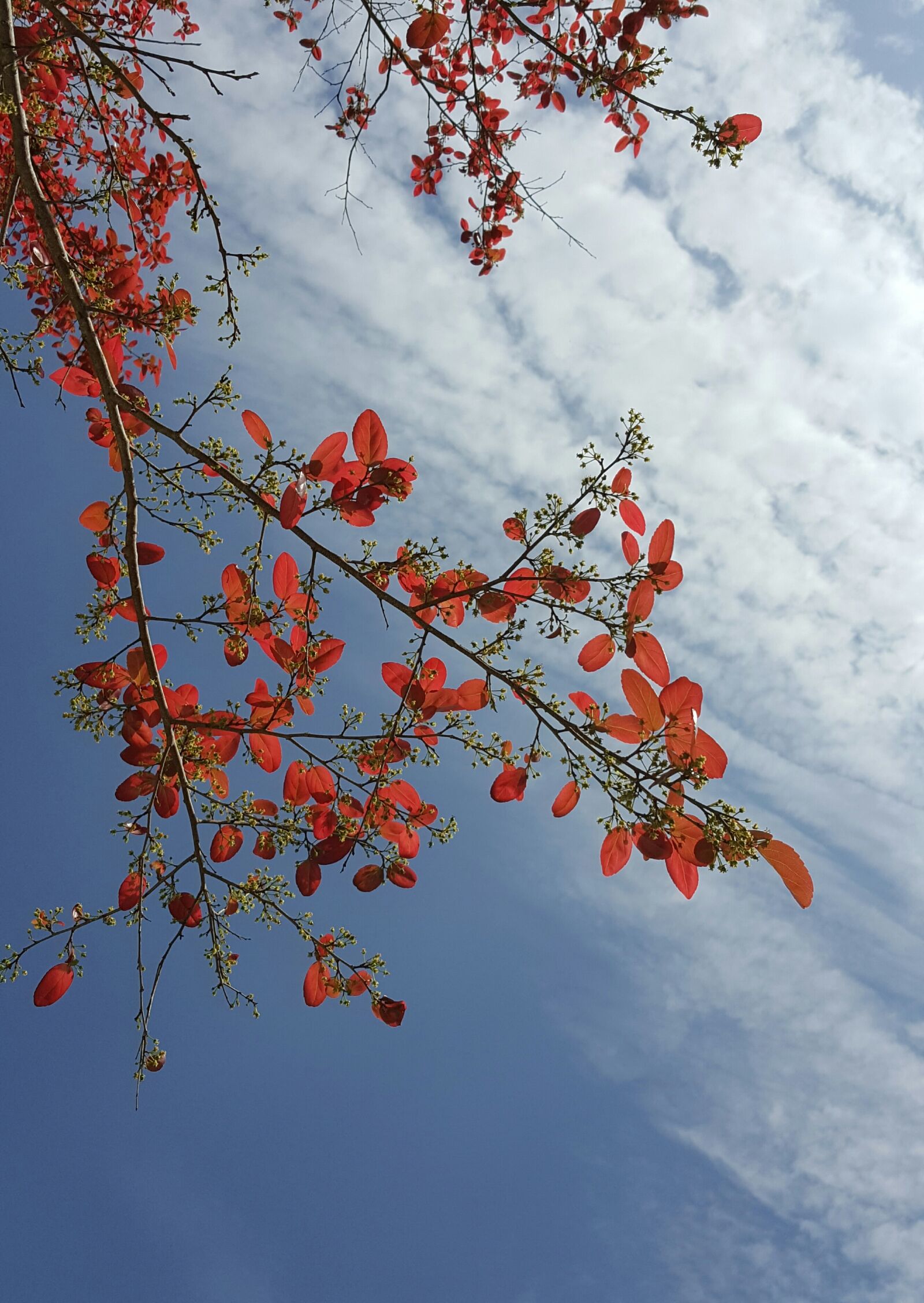 Samsung Galaxy Note5 sample photo. Spring, red leaves, early photography