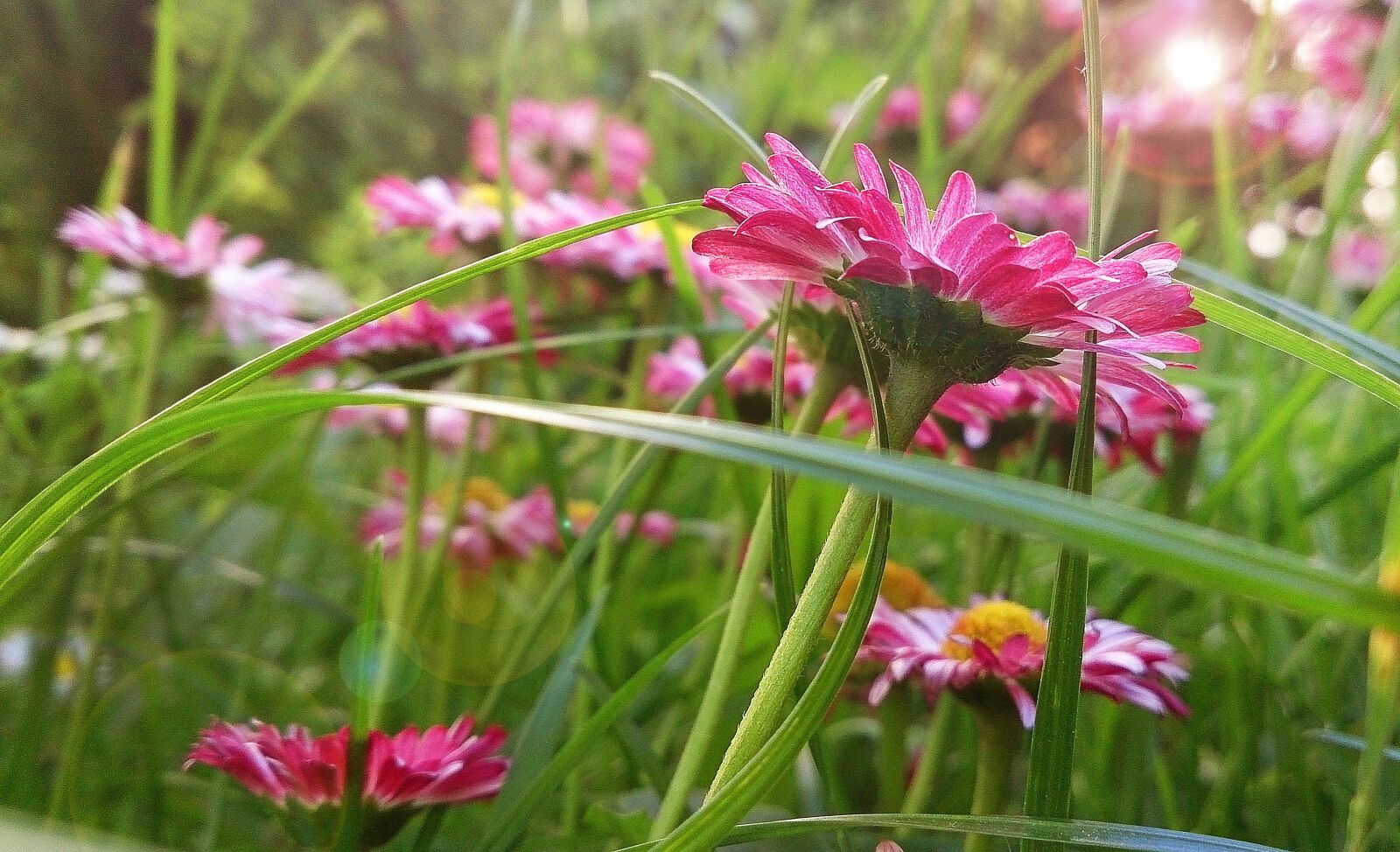 Sony Xperia Z sample photo. Daisy, flowers, summer photography