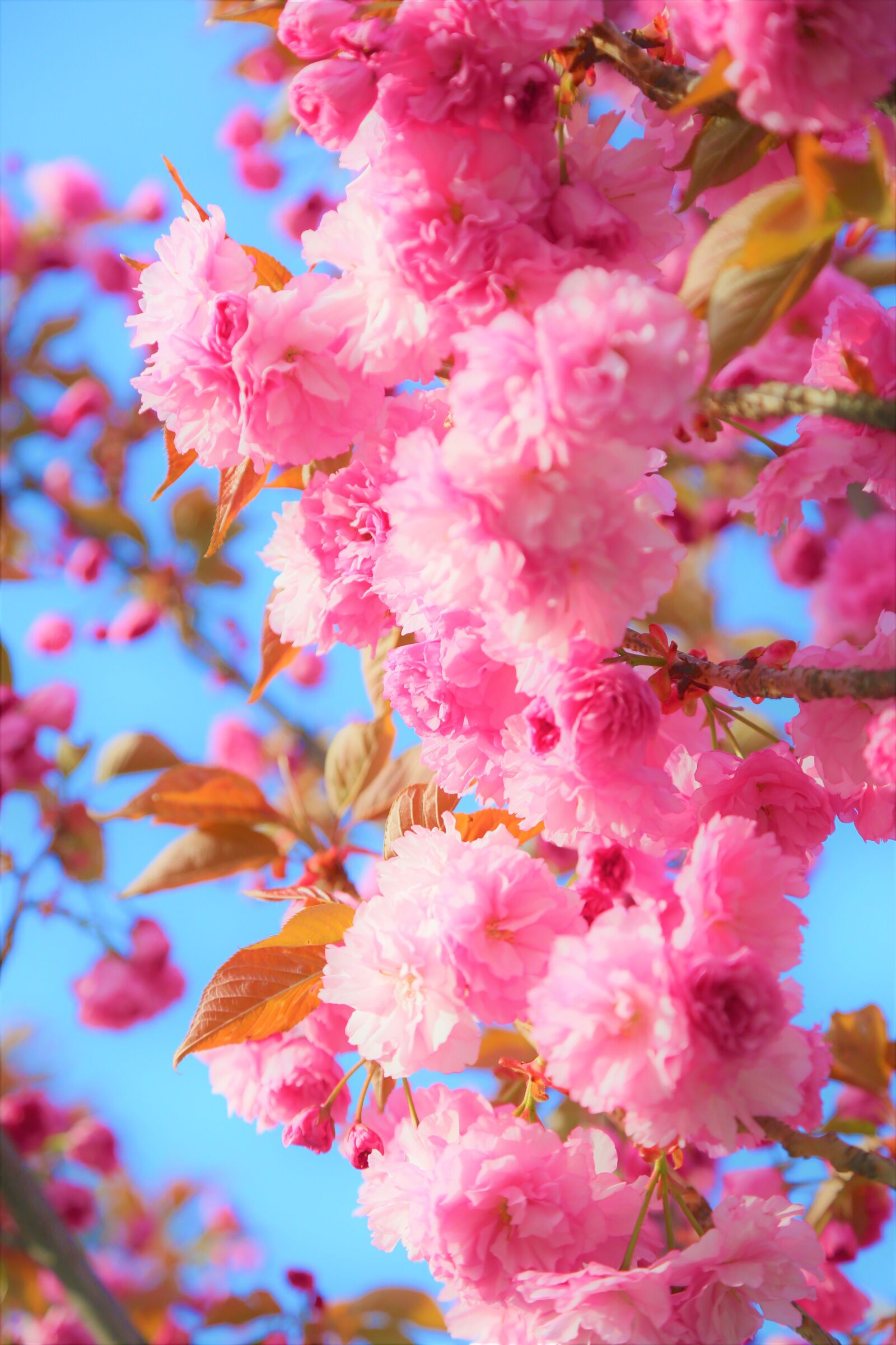 Canon EF 24-105mm F4L IS USM sample photo. Flowers, cherry, spring photography