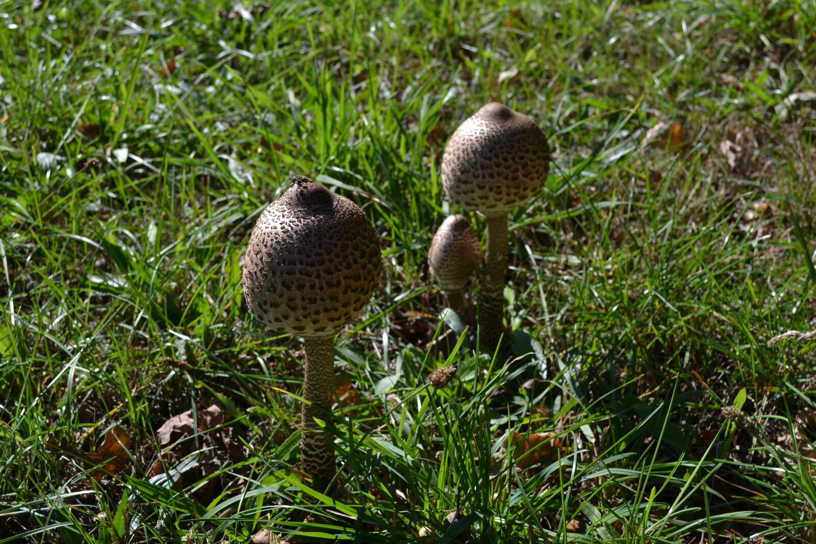 Nikon D3100 sample photo. Mushrooms, summer, nature photography