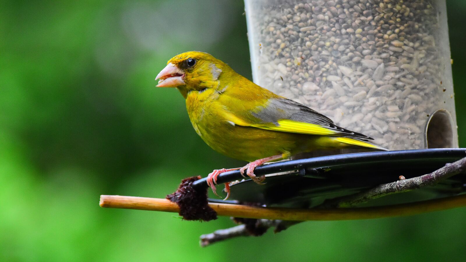 Nikon D3500 sample photo. Greenfinch, fink, bird photography
