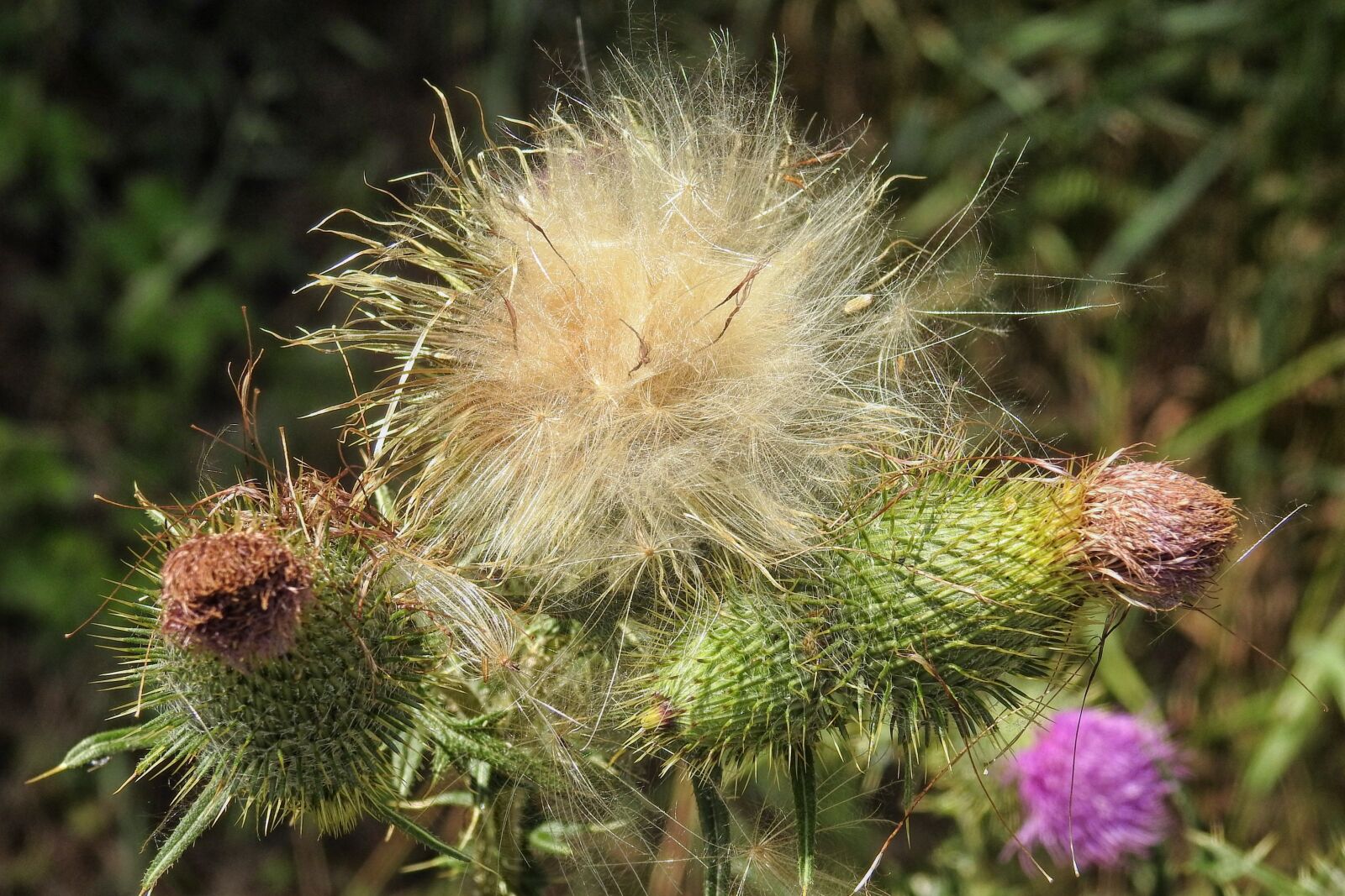 Nikon Coolpix P900 sample photo. Diestel, thistle flowers, prickly photography