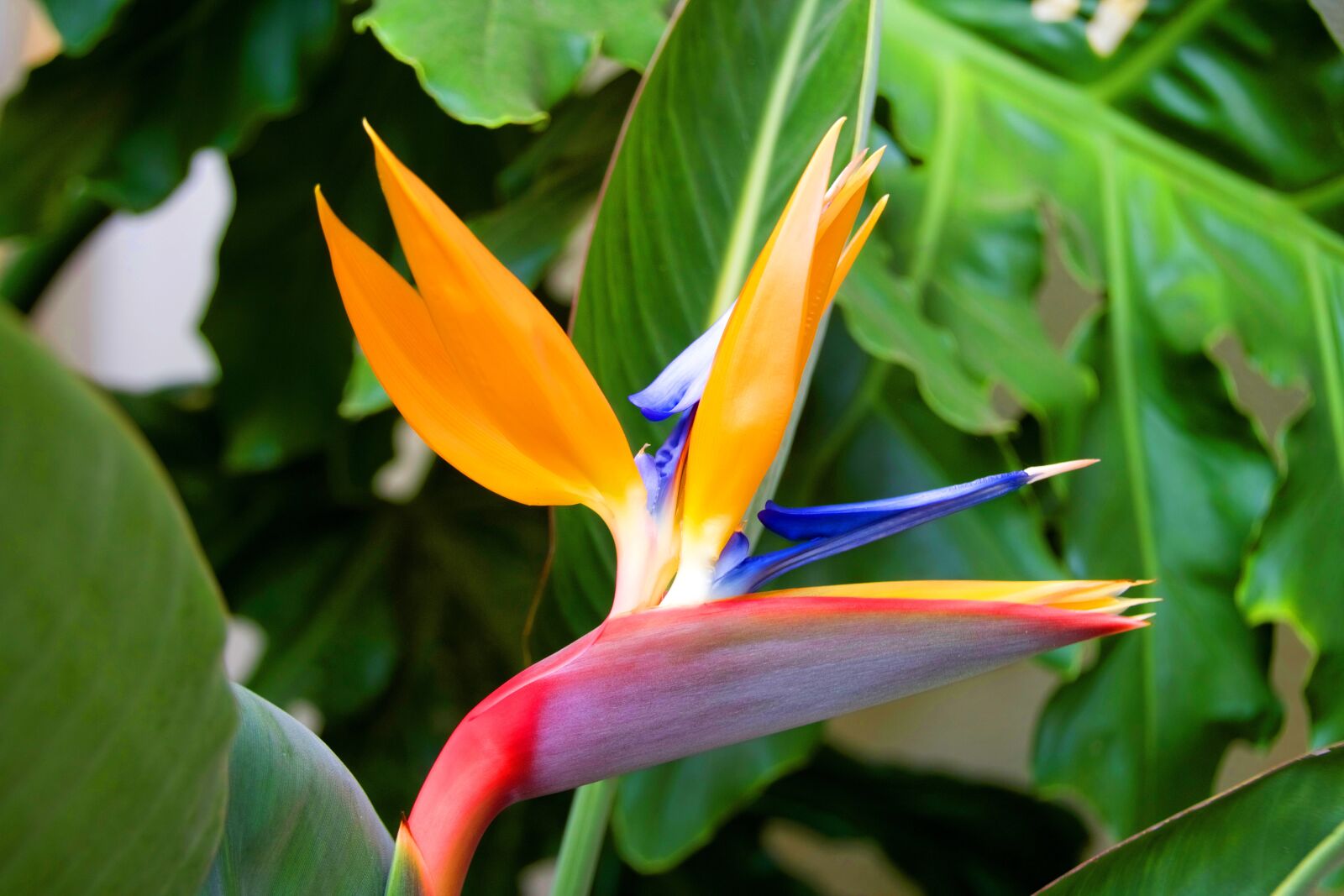 Canon EOS 750D (EOS Rebel T6i / EOS Kiss X8i) sample photo. Oiseau de paradis, strelitzia photography