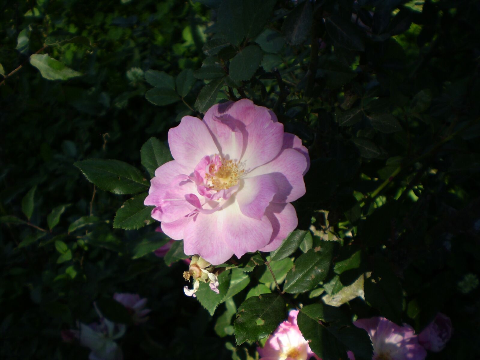 Olympus FE210,X775 sample photo. Rosa, pink flower, penumbra photography