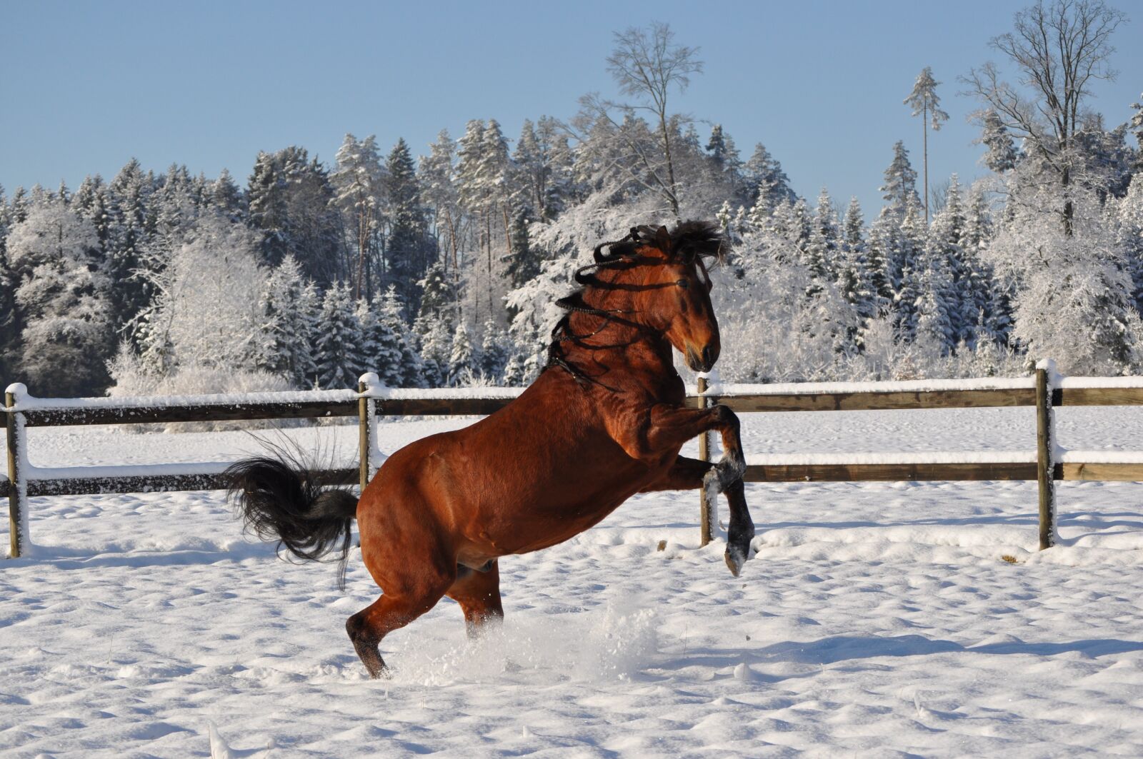 Nikon D5000 sample photo. Snow, winter, horse photography