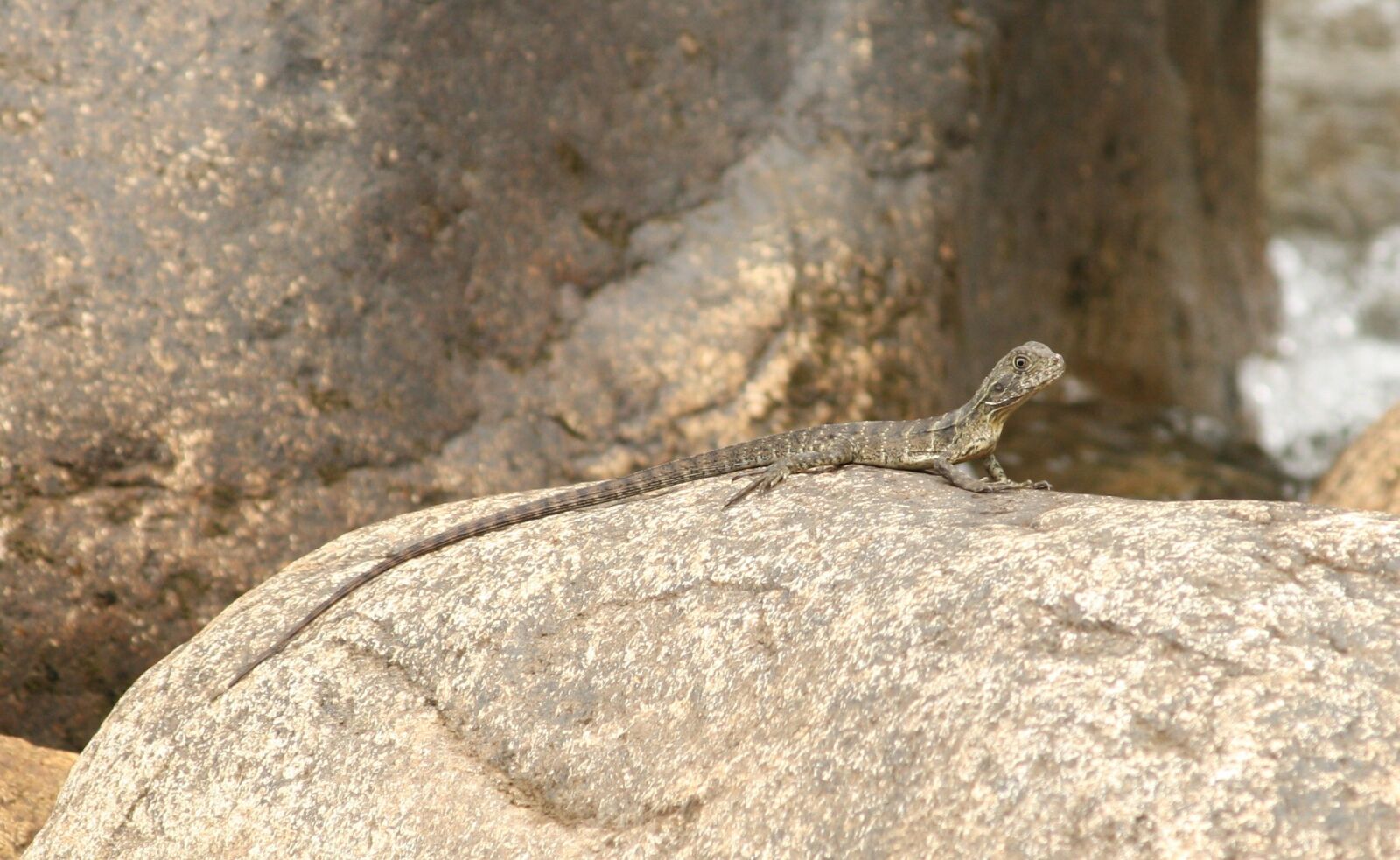 Canon EOS 1000D (EOS Digital Rebel XS / EOS Kiss F) sample photo. Lizard, animal, australia photography