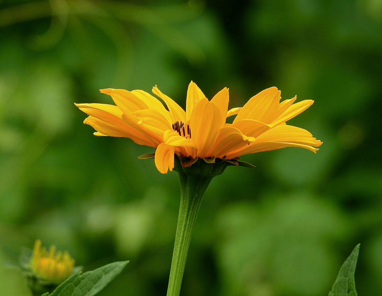 Nikon Coolpix P900 sample photo. Flower, a garden plant photography