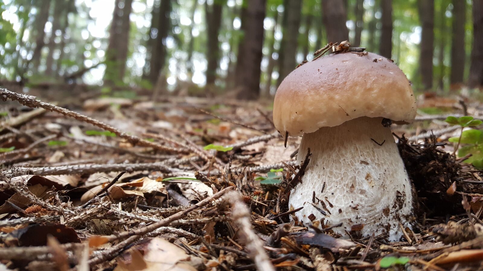 Samsung Galaxy S6 sample photo. Hribik, big mushroom, forest photography
