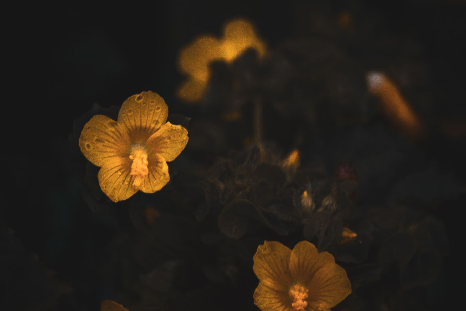 Nikon D5300 sample photo. Flower, black, yellow photography