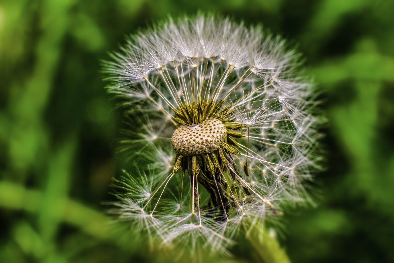Nikon D3400 sample photo. Dandelion, seed, foreground photography