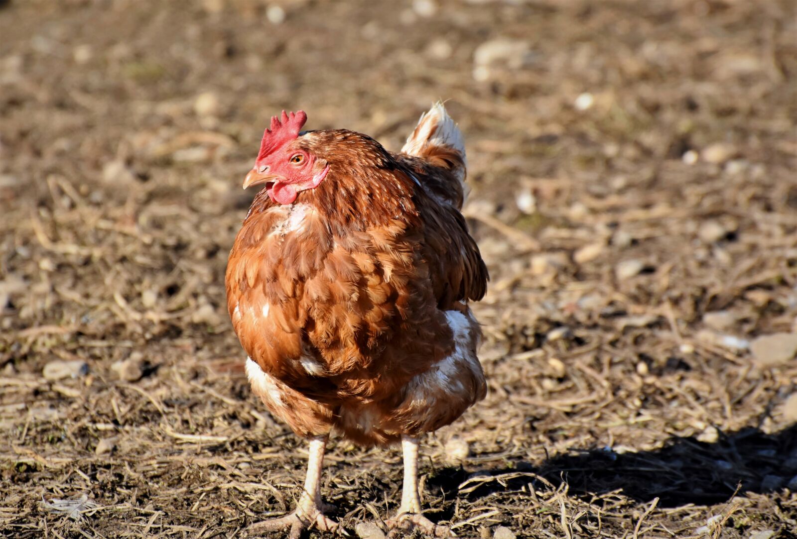 Nikon D7200 sample photo. Chicken, hen, poultry photography