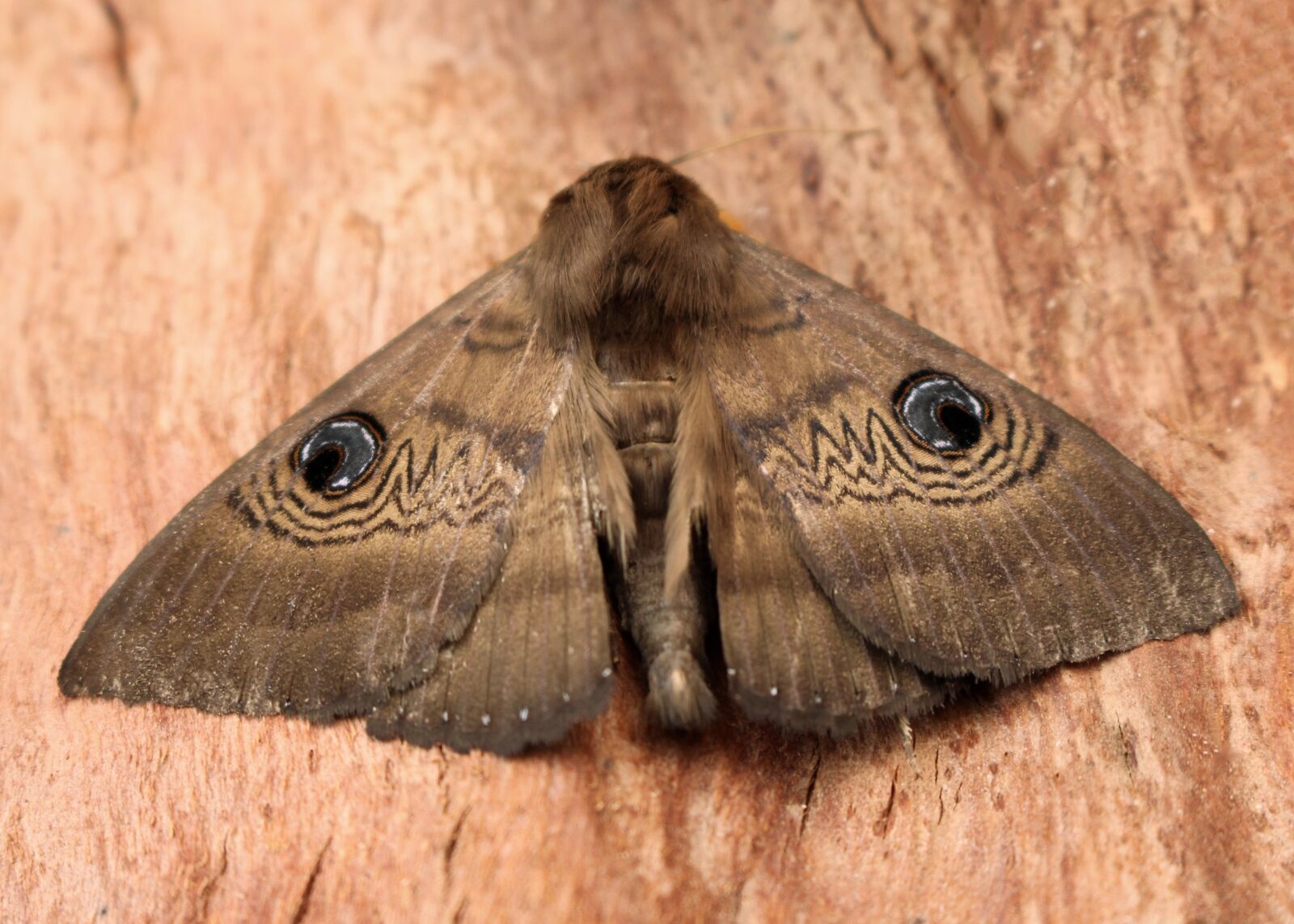 Canon EOS 700D (EOS Rebel T5i / EOS Kiss X7i) sample photo. Emperor moth, moth, wing photography