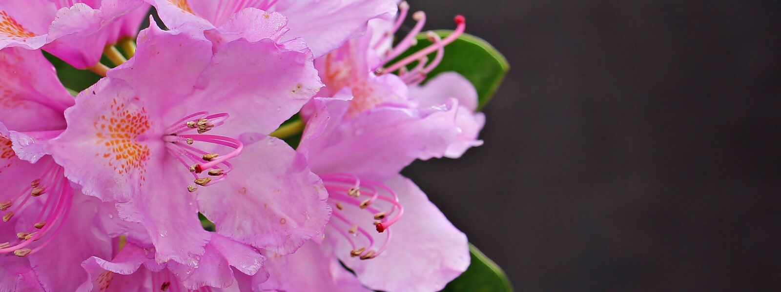 Canon EOS 550D (EOS Rebel T2i / EOS Kiss X4) sample photo. Azalea, flower, flowers photography