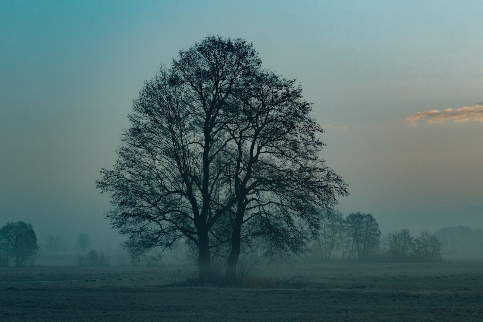 Canon EOS 700D (EOS Rebel T5i / EOS Kiss X7i) + Canon EF 50mm F1.8 STM sample photo. Tree, sunrise, morning photography