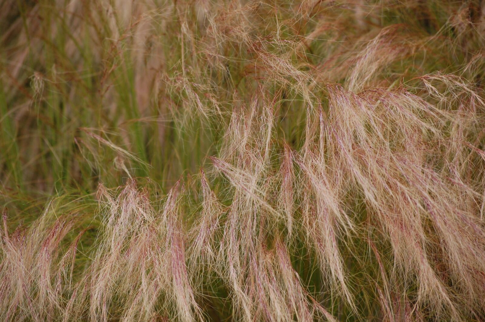 Nikon D40 sample photo. Field, grass, summer photography