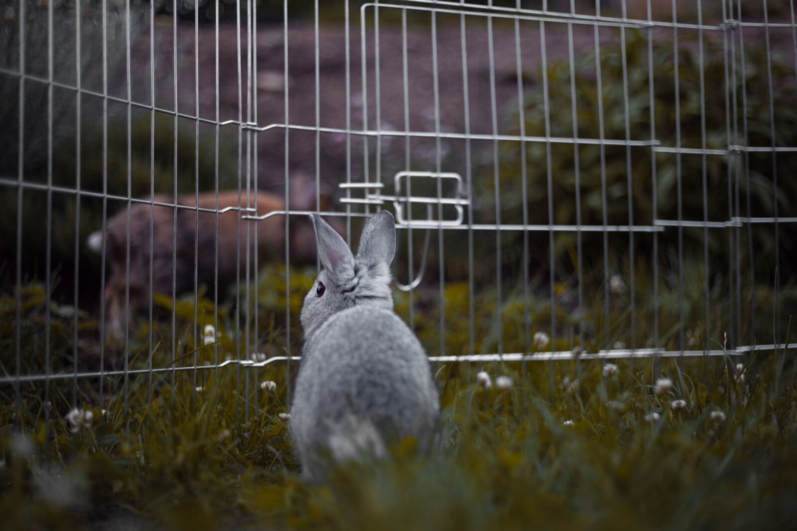 Canon EF 50mm F1.8 II sample photo. Rabbit, rodents, mammal photography