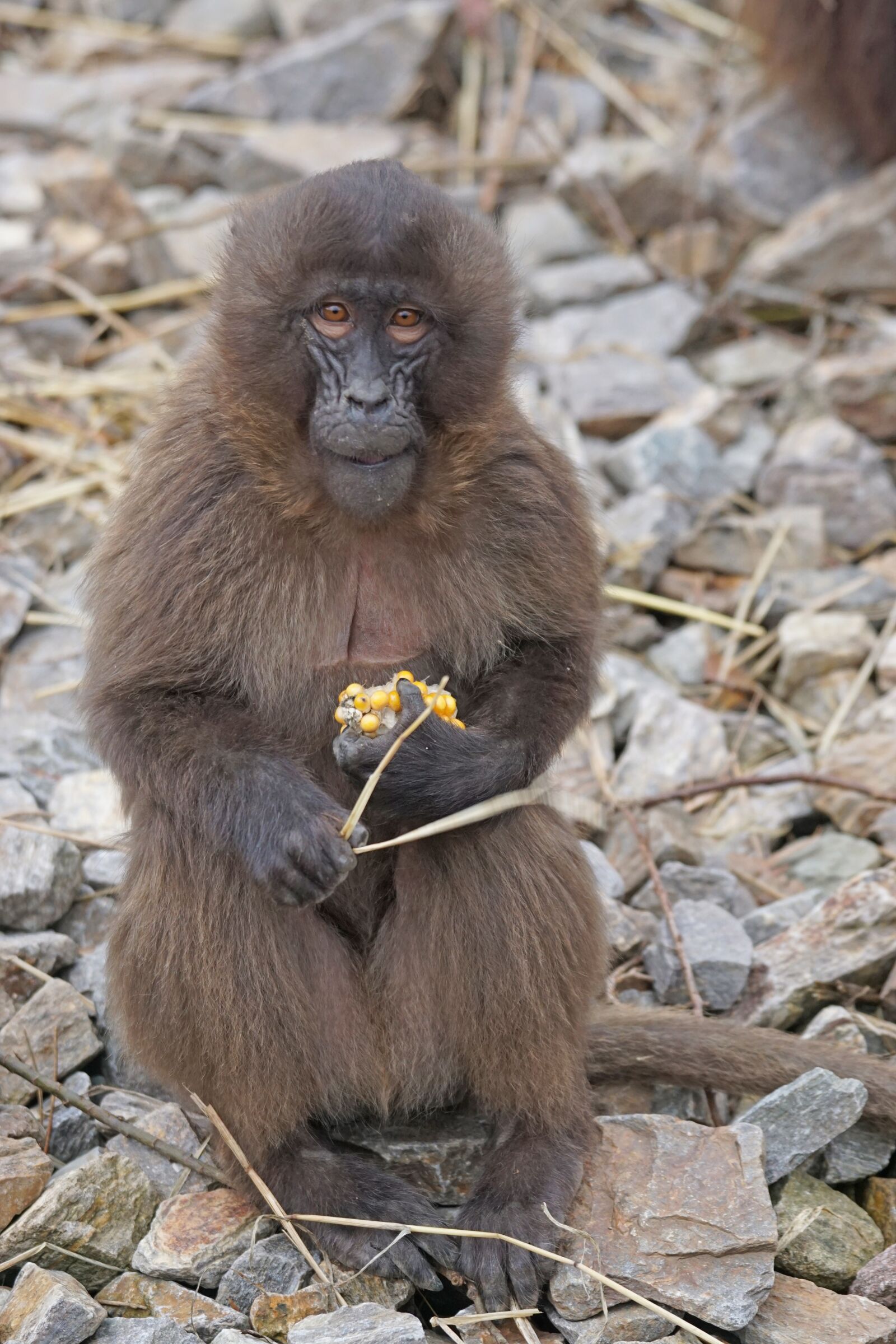 Sony ILCA-77M2 + Sony 70-400mm F4-5.6 G SSM sample photo. Animals, primate, dschelada photography
