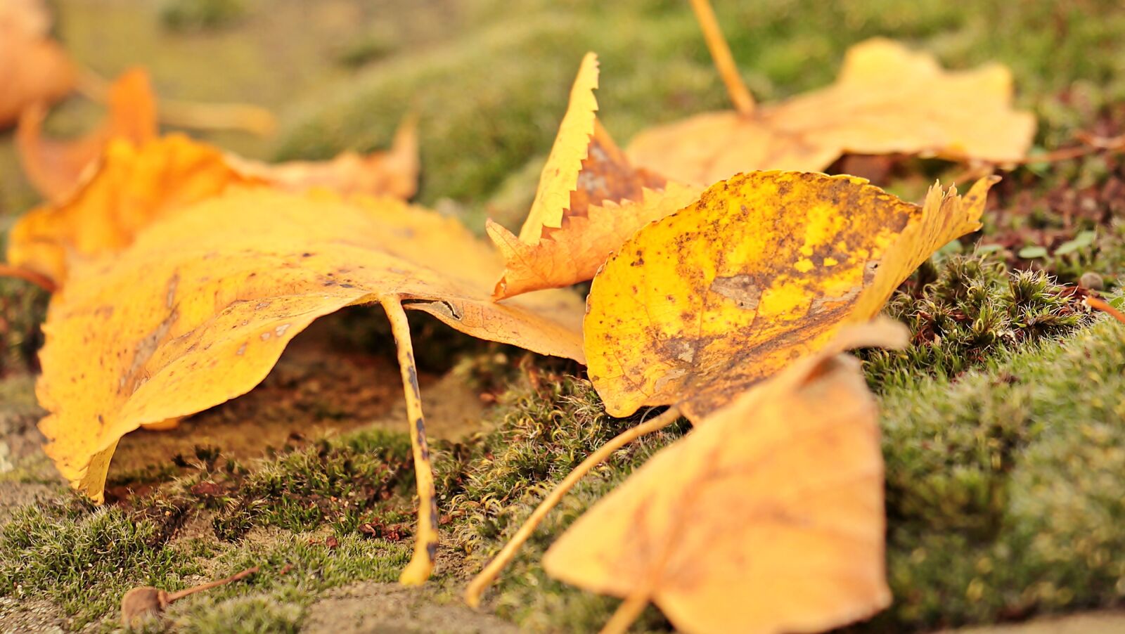 Canon EOS 550D (EOS Rebel T2i / EOS Kiss X4) sample photo. Fall leaves, autumn, mood photography
