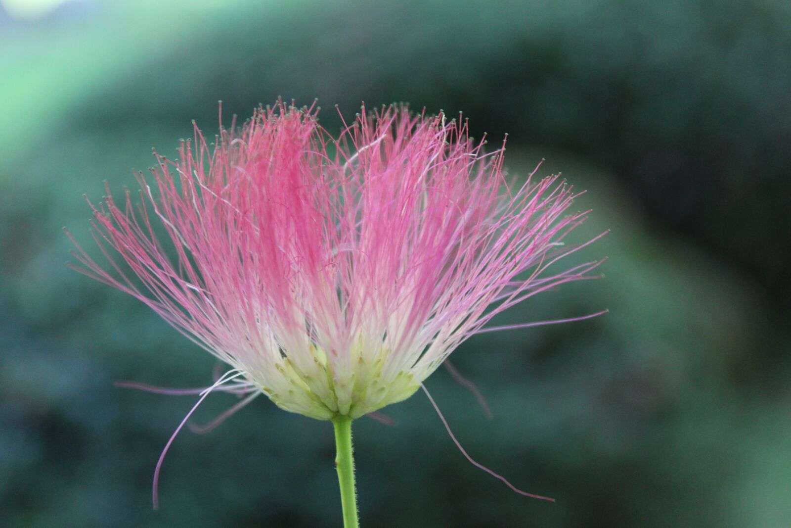 Canon EOS 1200D (EOS Rebel T5 / EOS Kiss X70 / EOS Hi) sample photo. Silk tree, albizia julibrissin photography
