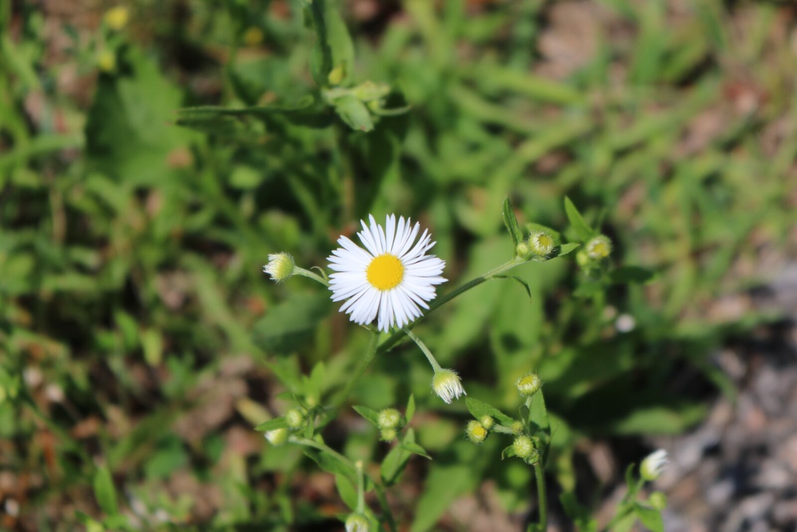Canon EOS 750D (EOS Rebel T6i / EOS Kiss X8i) sample photo. Nature, flora, summer photography