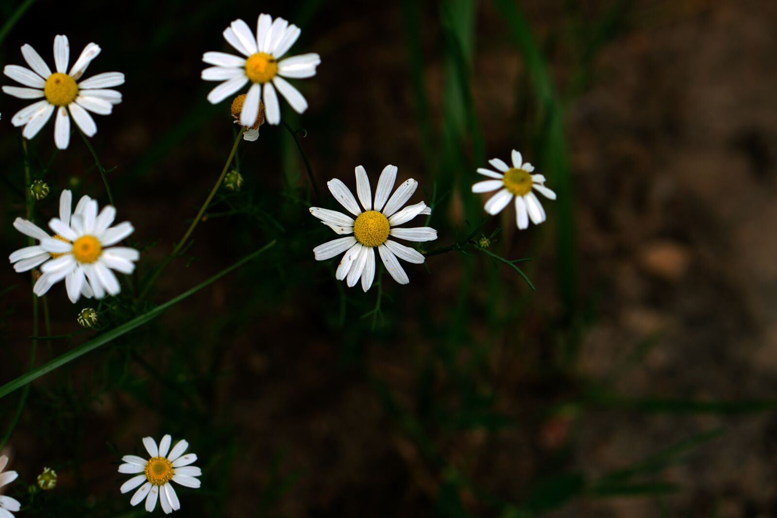 E 50mm F1.8 OSS sample photo. Daisy, white, grass photography