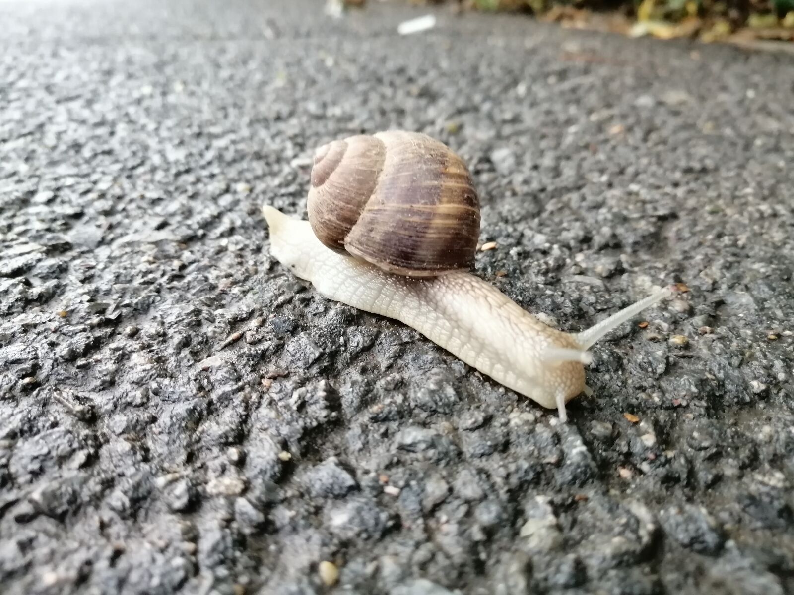 HUAWEI STK-LX1 sample photo