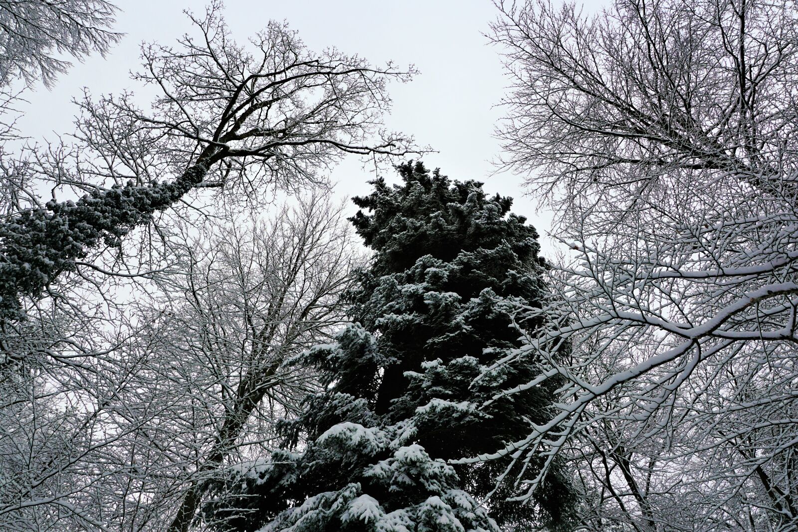 Sony ILCA-77M2 + Sony DT 16-50mm F2.8 SSM sample photo. Winter, tree, snow photography