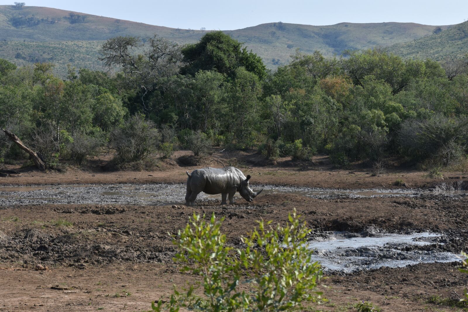 Nikon D7200 sample photo. Rhino, big 5, south africa photography