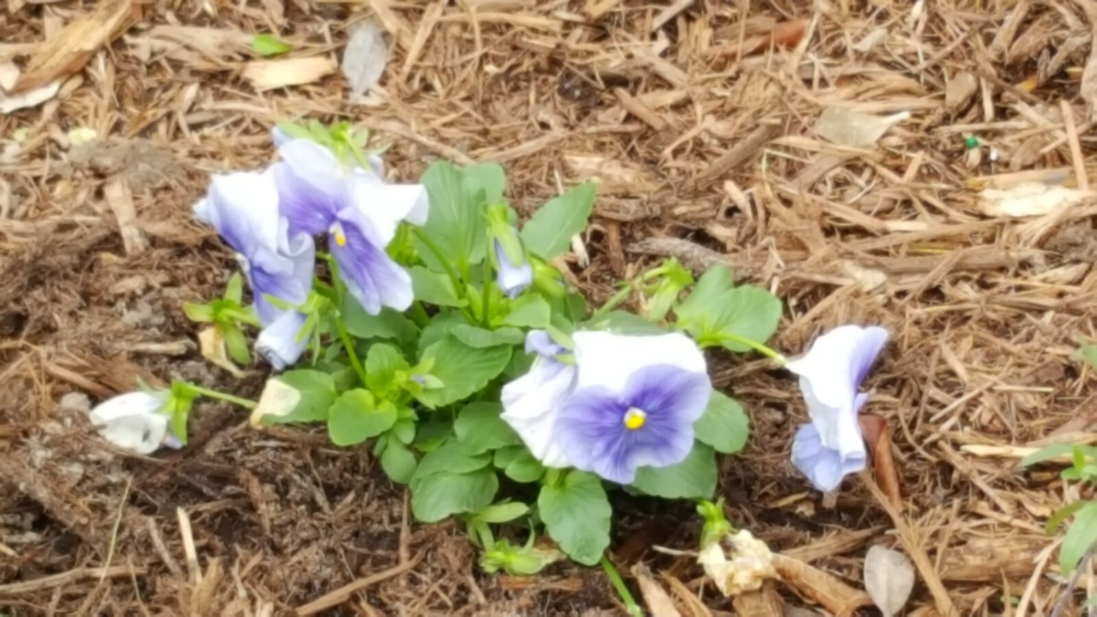 Samsung GALAXY S6 edge sample photo. Botanical, gardens photography