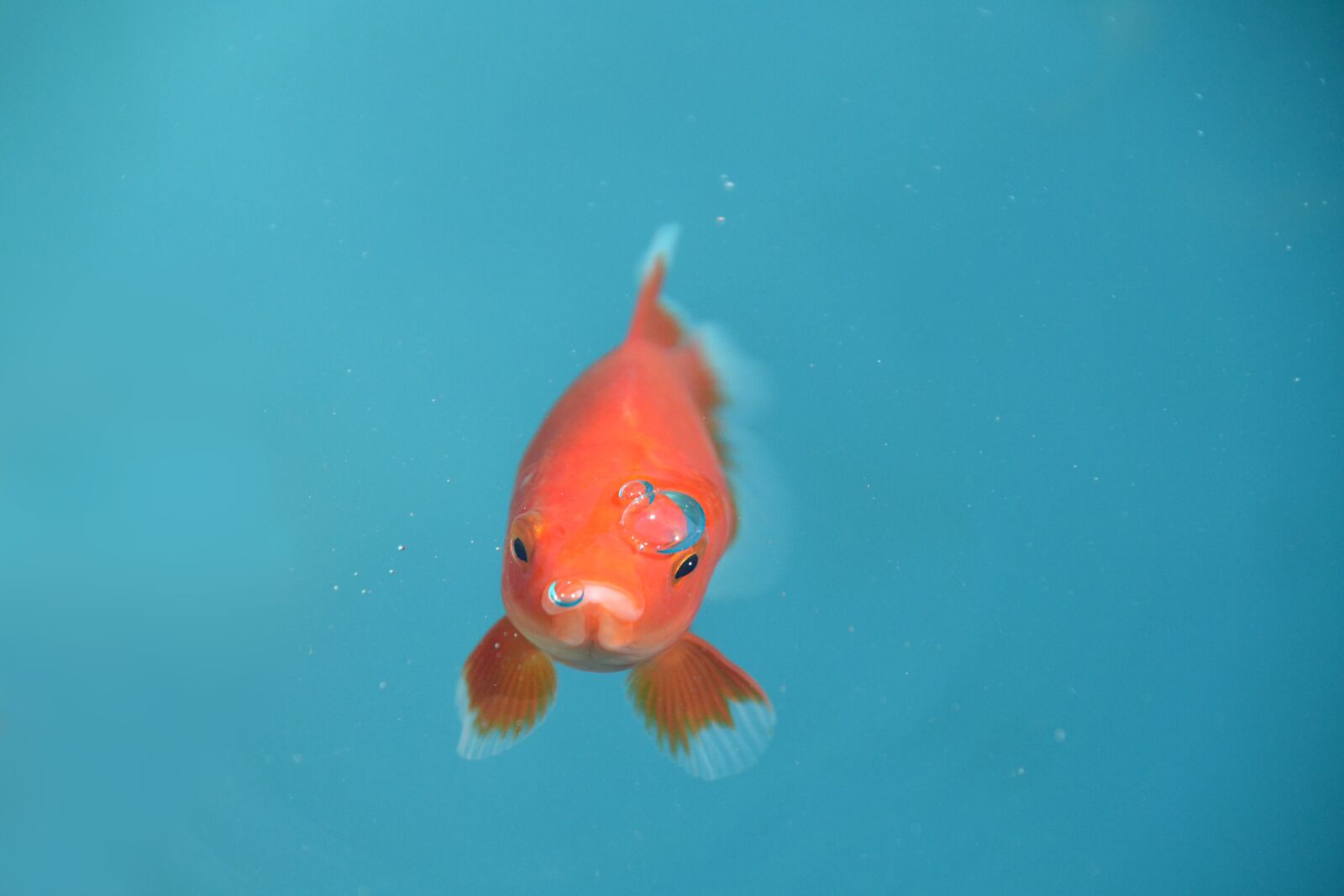 Nikon D3100 sample photo. Fish, goldfish, red photography