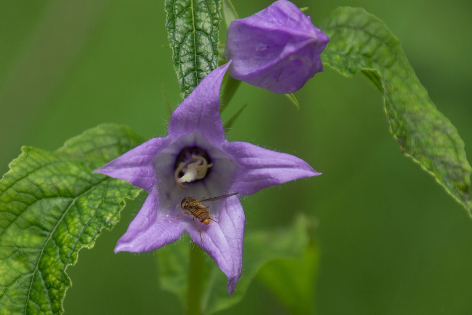 Tamron 16-300mm F3.5-6.3 Di II VC PZD Macro sample photo. Flower, wild flower, blossom photography