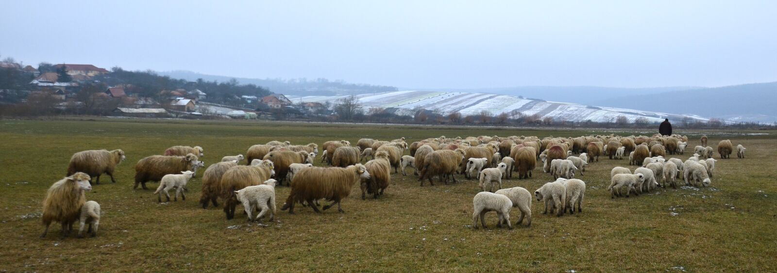 Nikon D5100 sample photo. Nature, fauna, winter photography