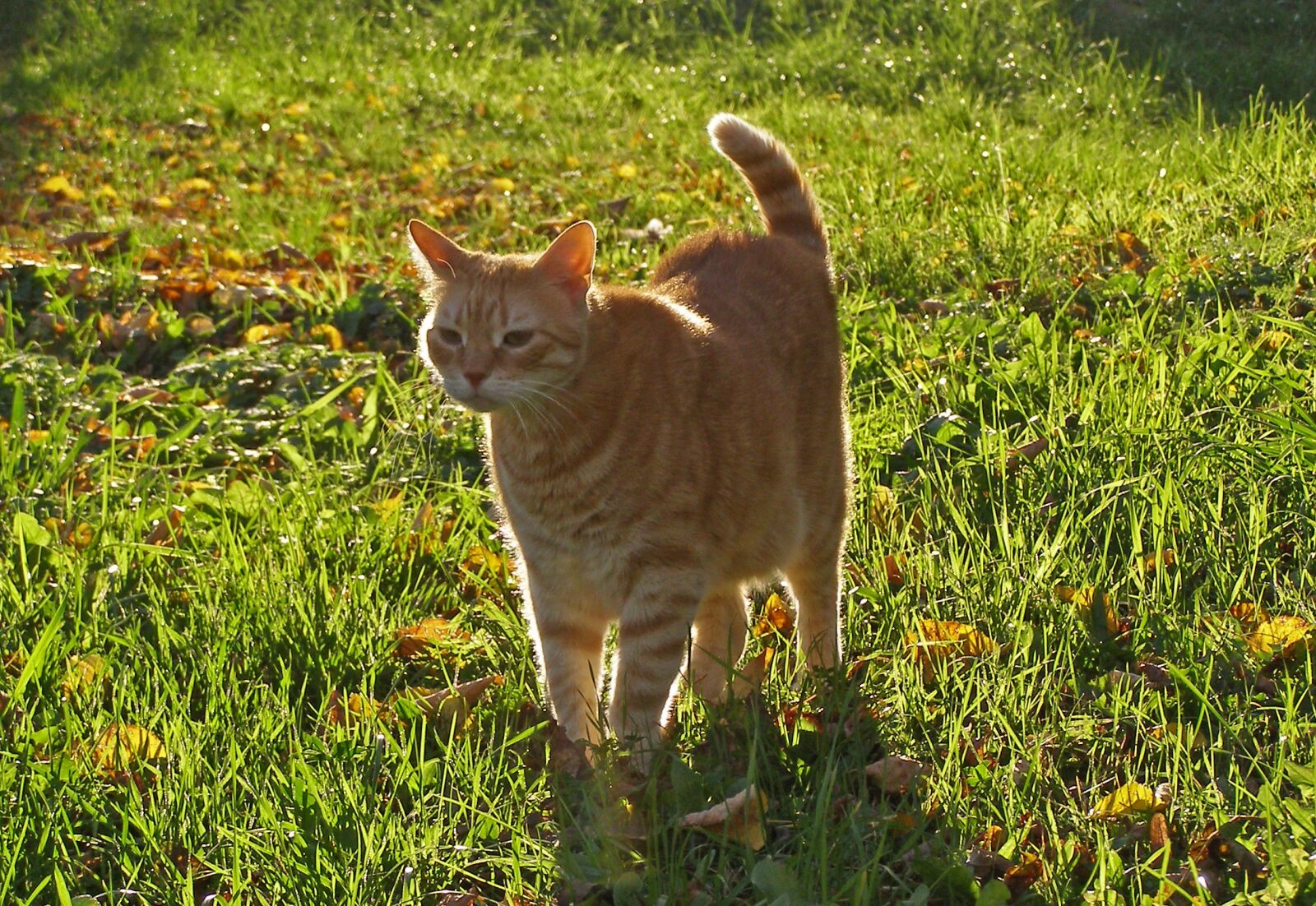 Olympus SP500UZ sample photo. Cat, pet, on the photography