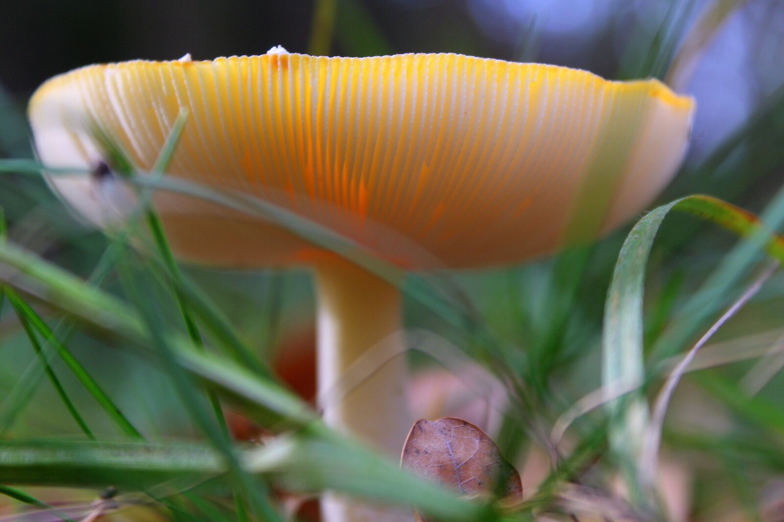 Canon EOS 1200D (EOS Rebel T5 / EOS Kiss X70 / EOS Hi) sample photo. Poisonous mushrooms, plaques, amanita photography
