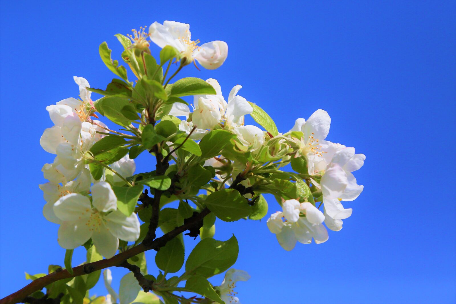 Canon EF 24-105mm F4L IS USM sample photo. Flowers, spring, nature photography