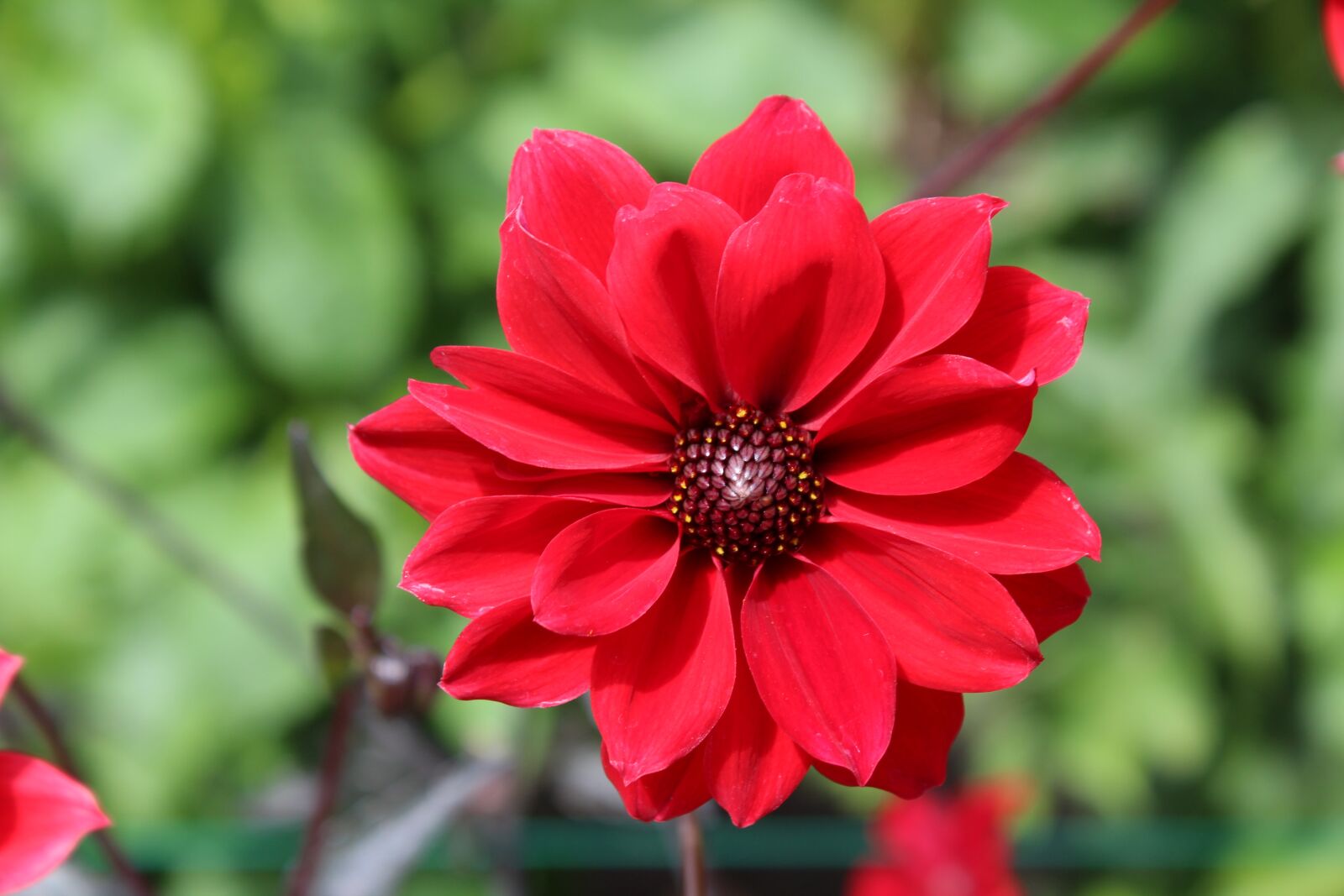 Canon EOS 1200D (EOS Rebel T5 / EOS Kiss X70 / EOS Hi) sample photo. Flower, closeup, red photography